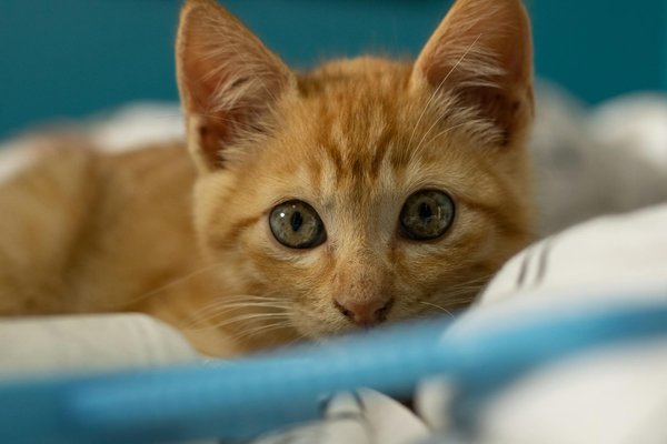 Les fontaines à eau pour chats : boostez son hydratation !