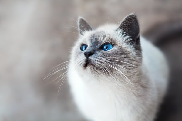 Comment apaiser un chat de race Birman stressé par un déménagement international ?