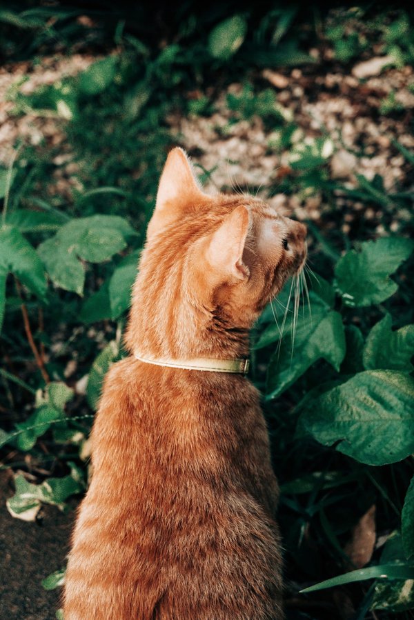 Quel type d'habitat extérieur est recommandé pour un chien de race Grand Danois?