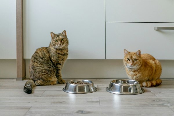 Croquettes chat : vers une alimentation sur mesure et saine