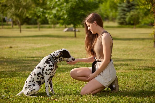 Apprenez à changer le comportement canin avec un professionnel
