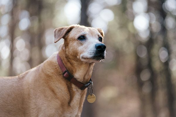 Argent colloïdal chien : des soins naturels pour leur bien-être
