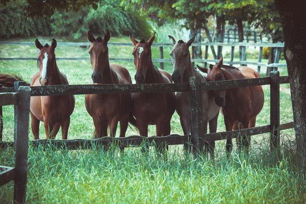 Remèdes naturels pour chevaux : traiter la gale de boue et la dermite